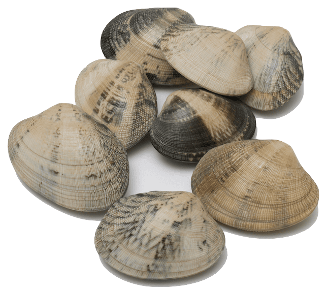 Palourde clams